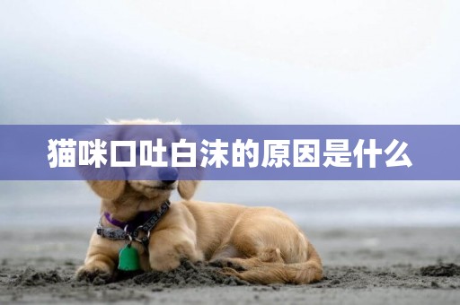 貓咪口吐白沫的原因是什么