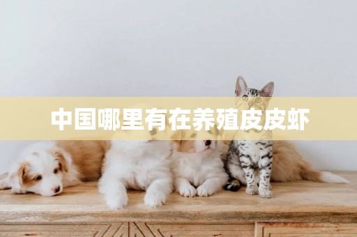 中國哪里有在養殖皮皮蝦