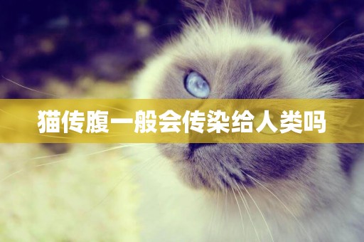 貓傳腹一般會傳染給人類嗎