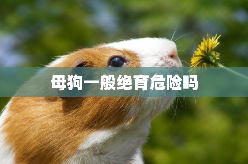 母狗一般絕育危險嗎