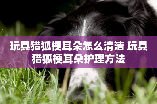玩具獵狐梗耳朵怎么清潔 玩具獵狐梗耳朵護理方法