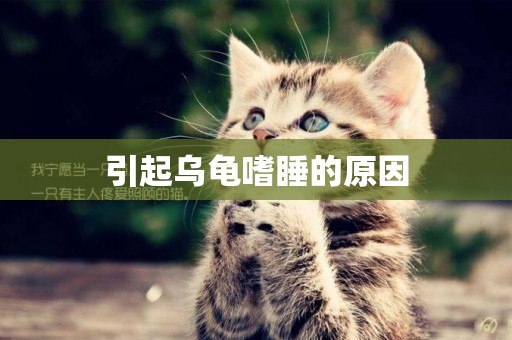 引起烏龜嗜睡的原因