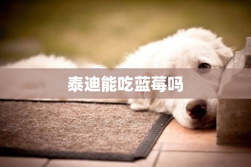 泰迪能吃藍莓嗎