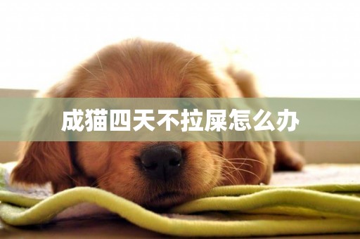 成貓四天不拉屎怎么辦