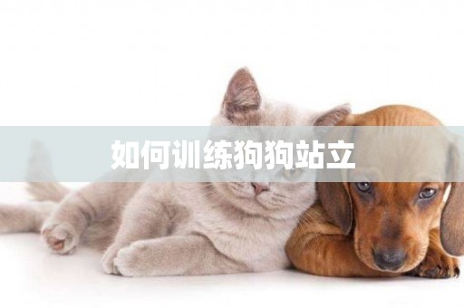 如何訓練狗狗站立