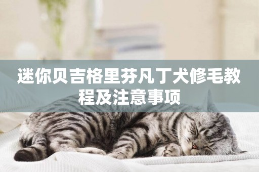 迷你貝吉格里芬凡丁犬修毛教程及注意事項