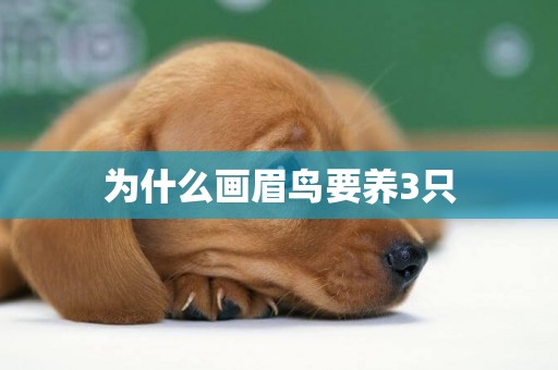 為什么畫眉鳥要養3只