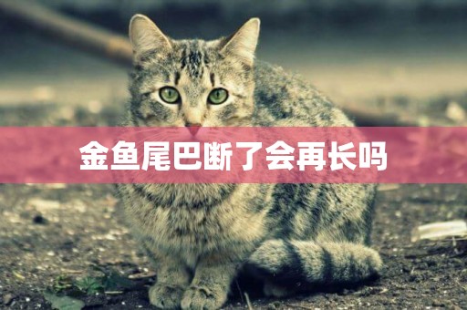 金魚尾巴斷了會再長嗎