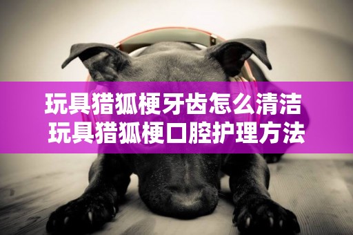 玩具獵狐梗牙齒怎么清潔 玩具獵狐梗口腔護理方法