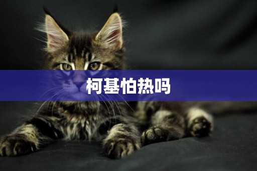 柯基怕熱嗎