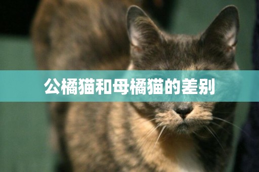 公橘貓和母橘貓的差別