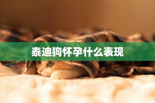泰迪狗懷孕什么表現