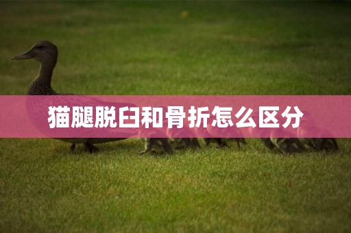 貓腿脫臼和骨折怎么區分