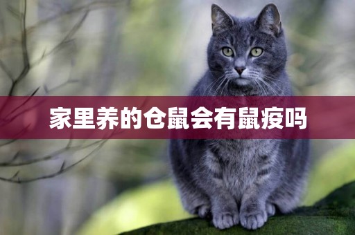家里養的倉鼠會有鼠疫嗎