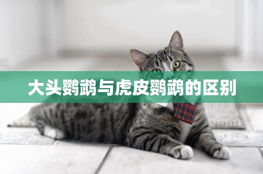 大頭鸚鵡與虎皮鸚鵡的區別