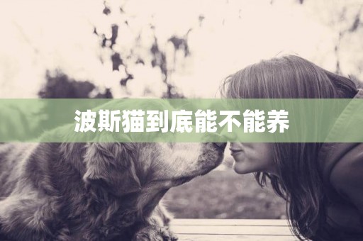 波斯貓到底能不能養