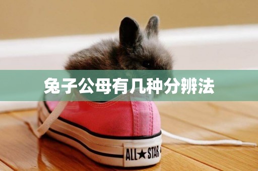 兔子公母有幾種分辨法