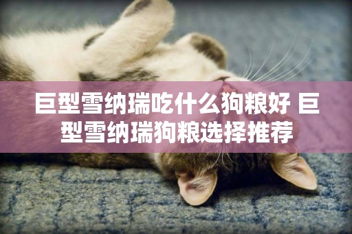 巨型雪納瑞吃什么狗糧好 巨型雪納瑞狗糧選擇推薦