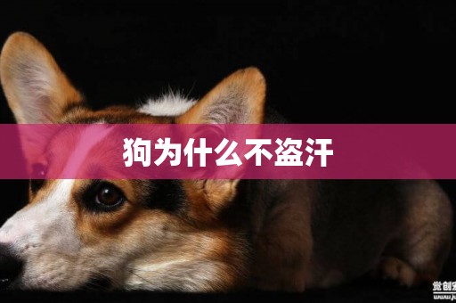 狗為什么不盜汗