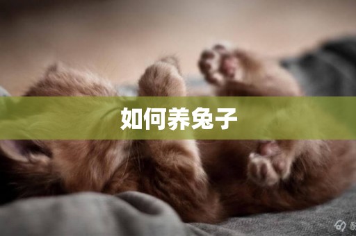 如何養兔子