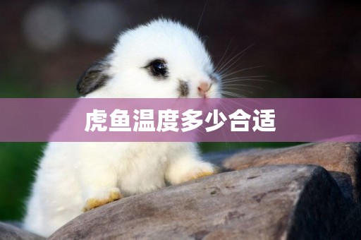 虎魚溫度多少合適