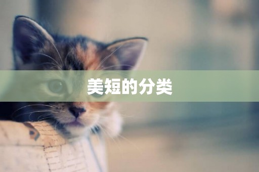 美短的分類