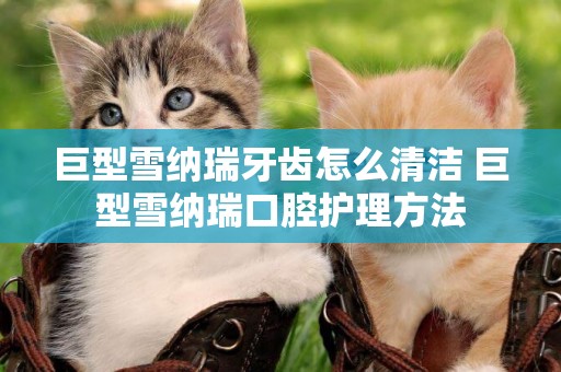 巨型雪納瑞牙齒怎么清潔 巨型雪納瑞口腔護理方法