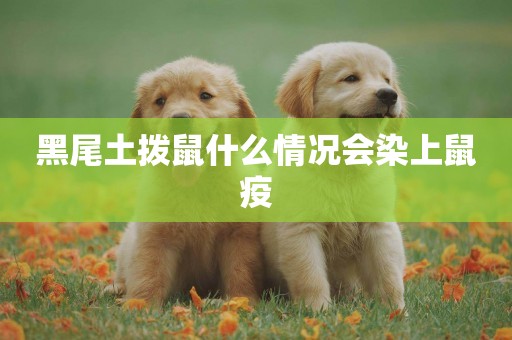 黑尾土撥鼠什么情況會染上鼠疫