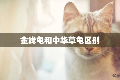 金線龜和中華草龜區別