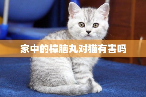 家中的樟腦丸對貓有害嗎