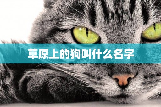 草原上的狗叫什么名字