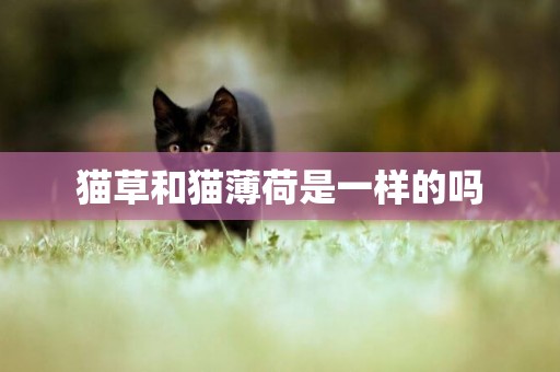 貓草和貓薄荷是一樣的嗎