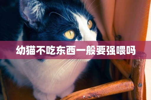 幼貓不吃東西一般要強喂嗎