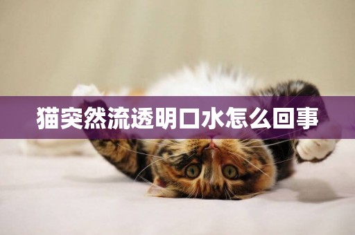 貓突然流透明口水怎么回事