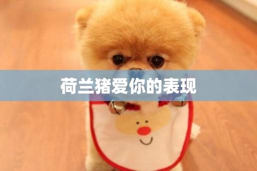 荷蘭豬愛你的表現