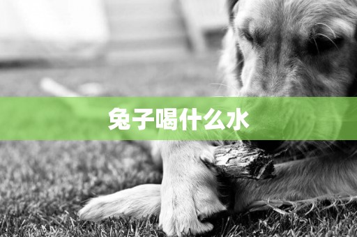 兔子喝什么水
