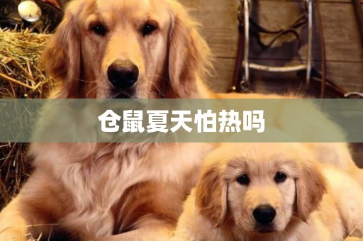 倉鼠夏天怕熱嗎