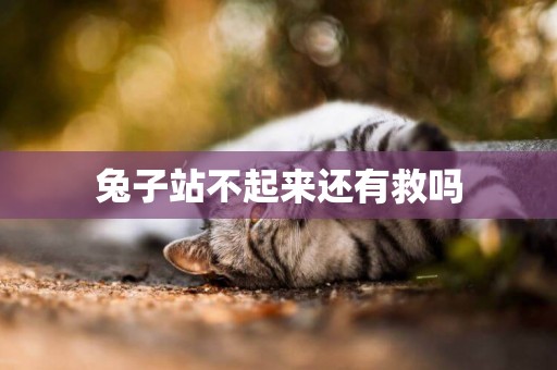 兔子站不起來還有救嗎