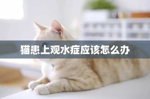 貓患上觀水癥應該怎么辦