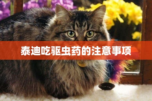 泰迪吃驅蟲藥的注意事項
