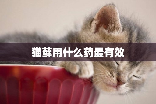 貓蘚用什么藥最有效
