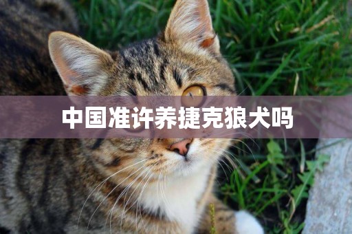 中國準許養捷克狼犬嗎