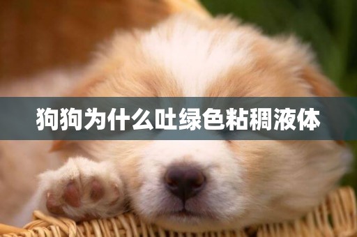 狗狗為什么吐綠色粘稠液體