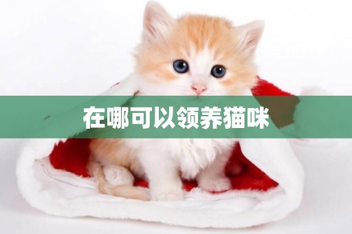 在哪可以領養貓咪