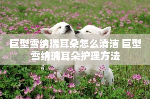 巨型雪納瑞耳朵怎么清潔 巨型雪納瑞耳朵護理方法