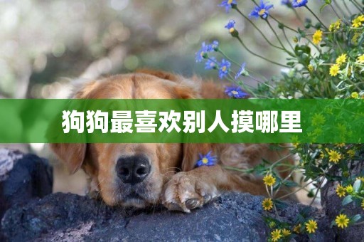 狗狗最喜歡別人摸哪里