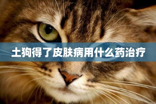 土狗得了皮膚病用什么藥治療