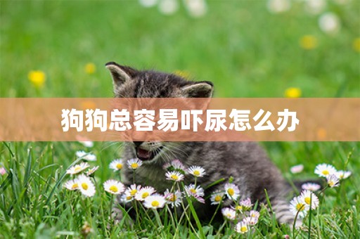 狗狗總容易嚇尿怎么辦