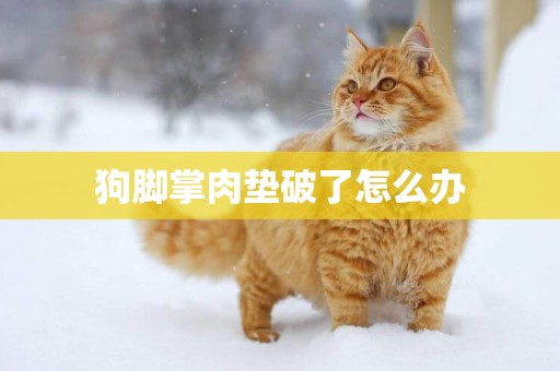狗腳掌肉墊破了怎么辦