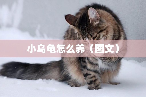 小烏龜怎么養（圖文）